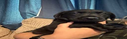 Labrador Retriever dogs for sale: Beautiful Labrador Puppies in Stockport - Advert 9