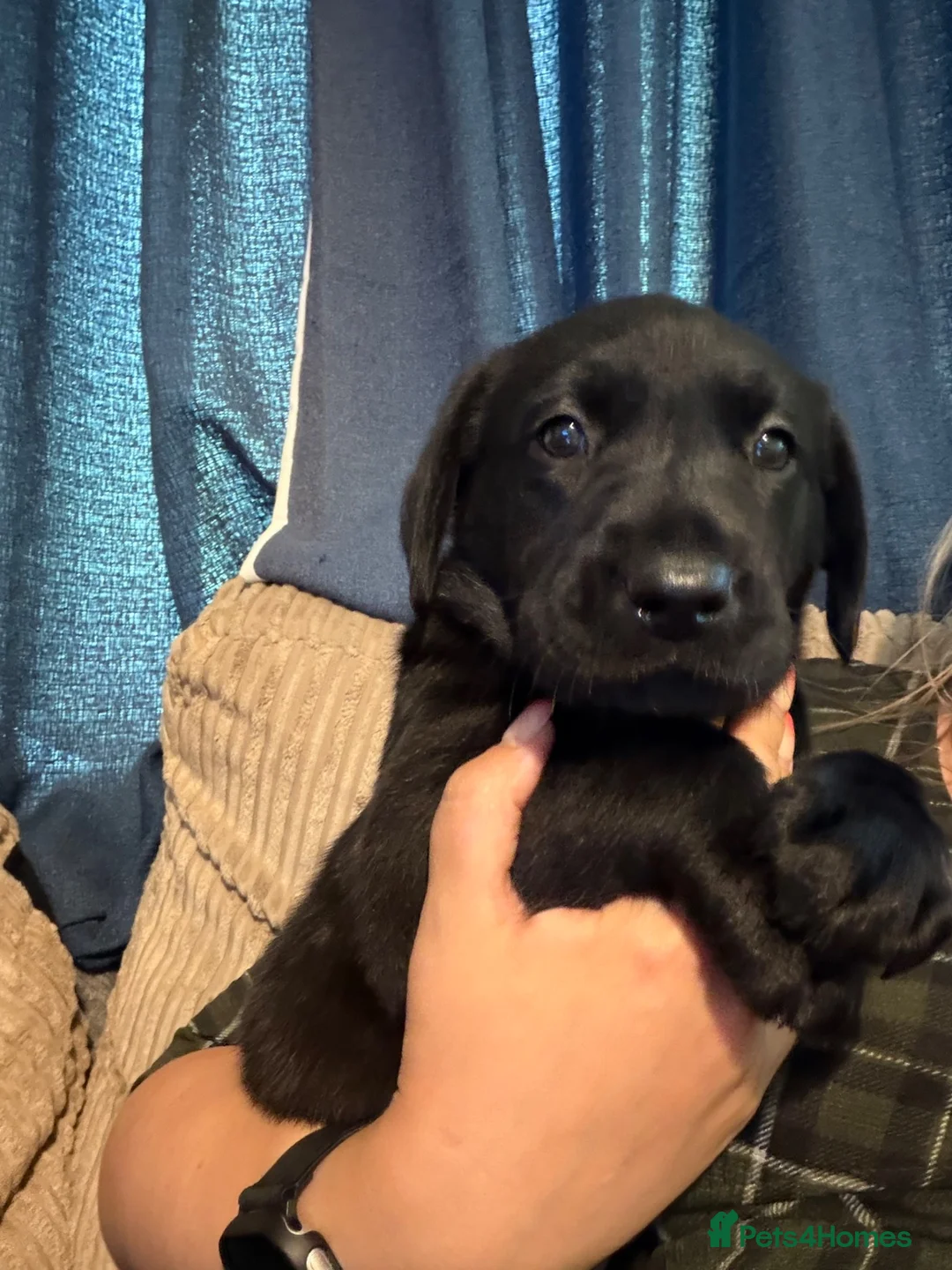 Labrador Retriever dogs for sale: Beautiful Labrador Puppies in Stockport - Advert 9