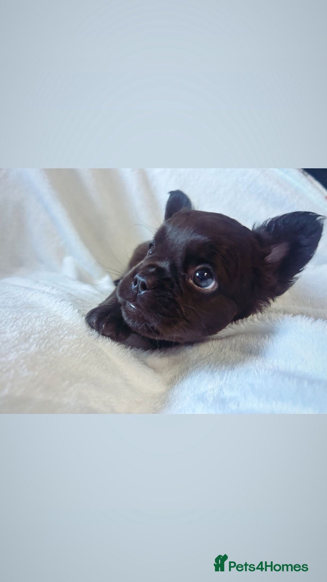 French Bulldog dogs for sale: French bulldogs , one fluffy (like his mum)  - Image 17