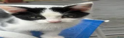 Mixed Breed cats for sale: Kittens  - Advert 8