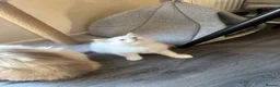 Ragdoll cats for sale: Ragdoll × Maine Coon Kittens for Sale flame point - Advert 5