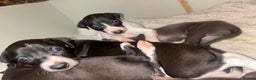 Italian Greyhound dogs for sale: Italian greyhound pups  - Advert 9