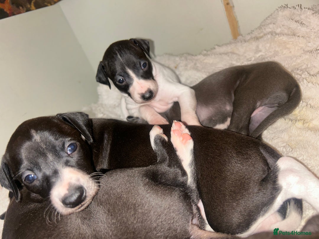 Italian Greyhound dogs for sale: Italian greyhound pups  - Advert 9