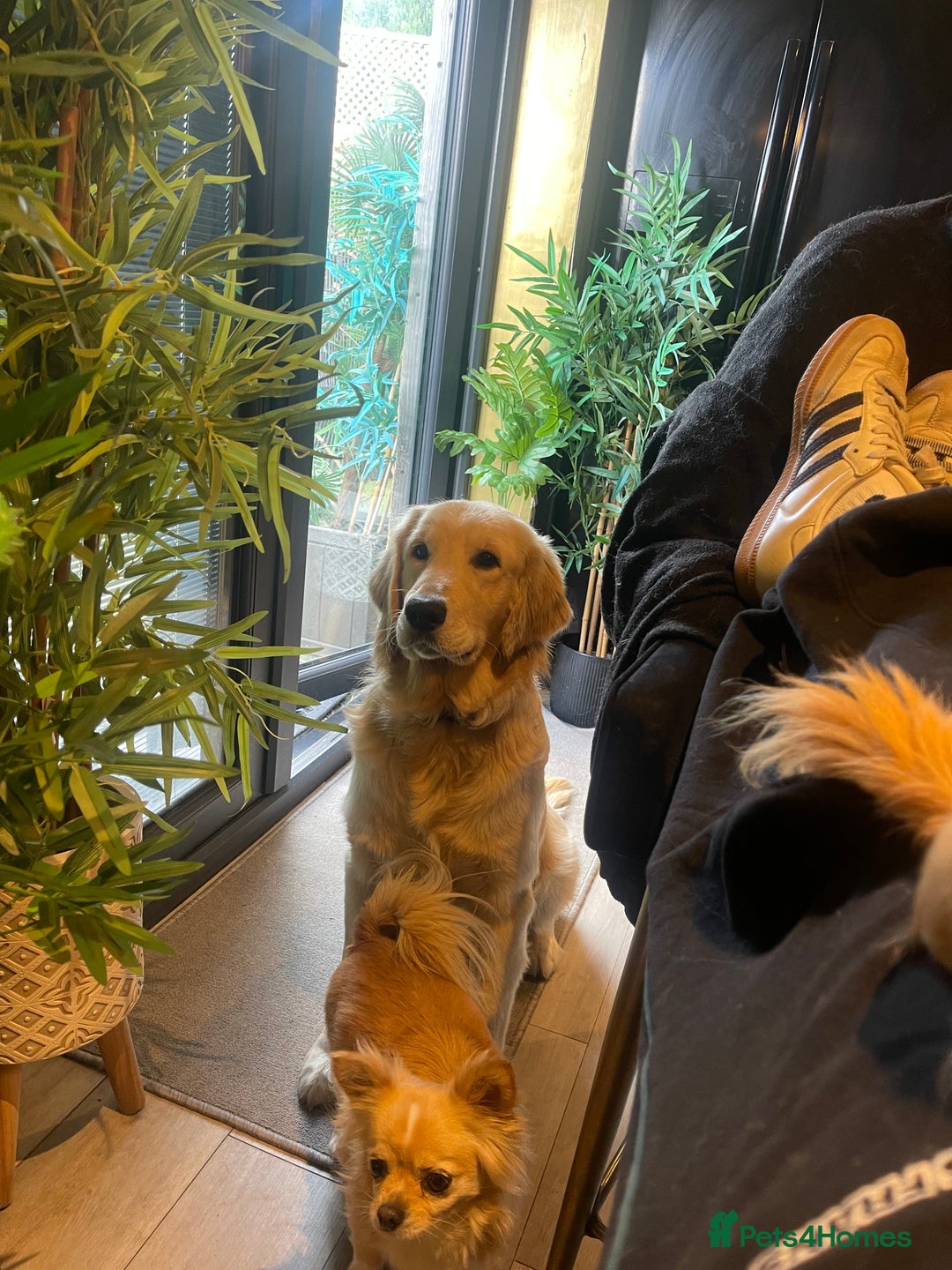 Golden Retriever dogs for sale: 1 year old male golden retriever  - Advert 6