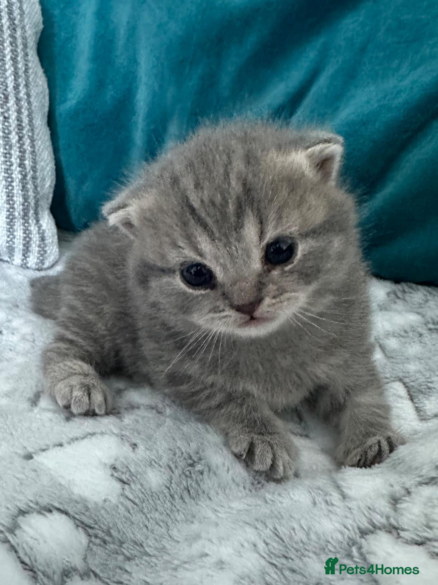 British Shorthair cats Beautiful British Shorthair Grey & Stripe Girl - Advert 1