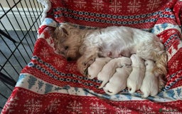 West Highland Terrier dogs for sale: Beautiful Westie Puppies - Advert 2