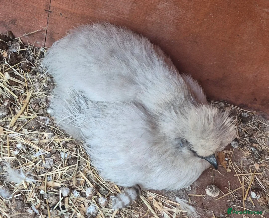Chickens poultry for sale: 6 chickens for sale  in Maidstone - Advert 2