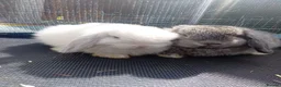 Mini Lop rabbits for sale: Mini Lop Bunnies Ready to leave 12/05 - Advert 7