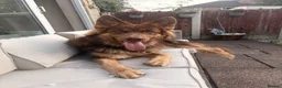 German Shepherd dogs for sale: 1 year old needing loving home in Loughborough - Advert 2