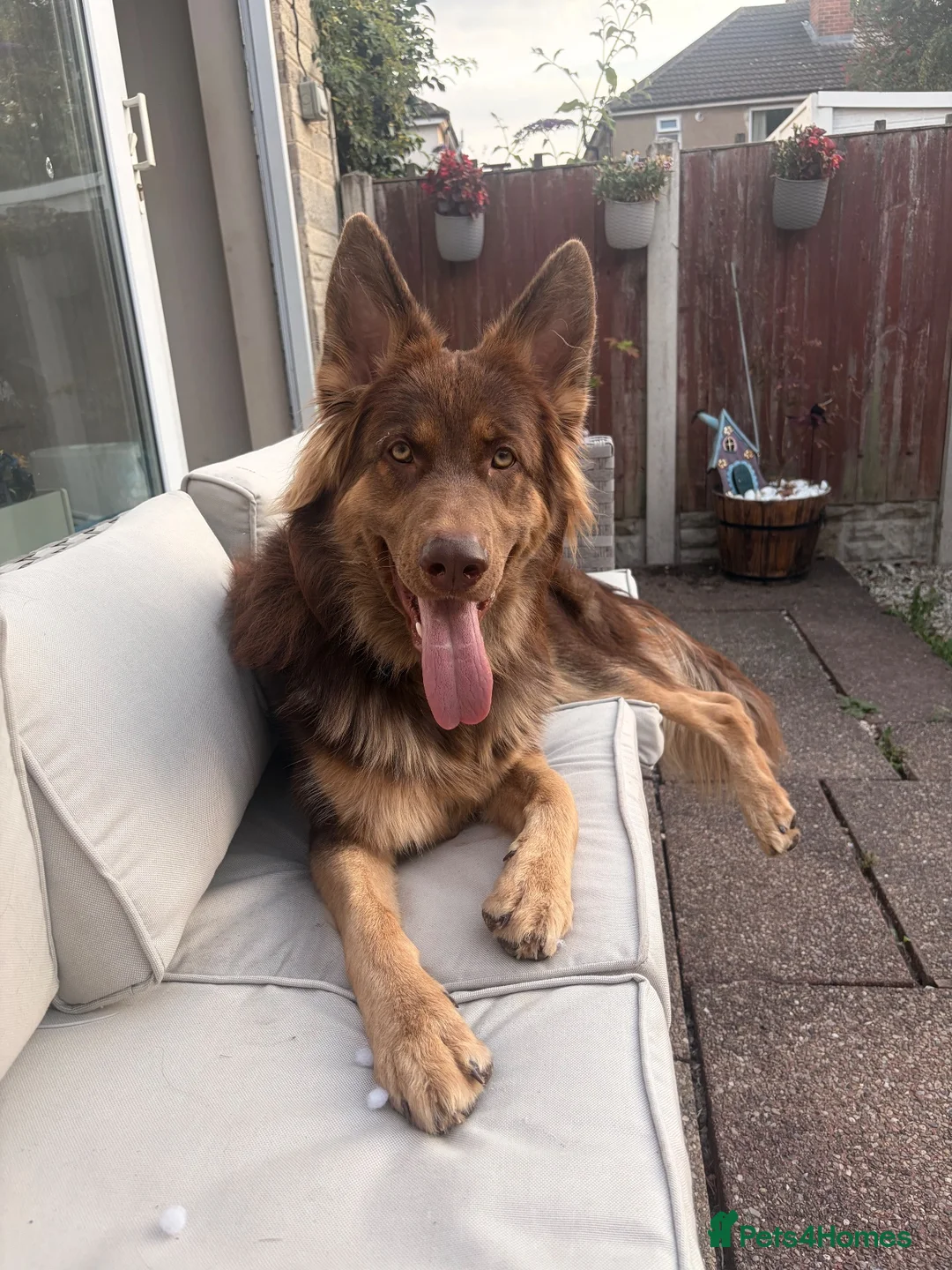 German Shepherd dogs for sale: 1 year old needing loving home in Loughborough - Advert 2