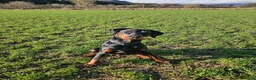 Dobermann dogs for sale: Beautiful boy in Pitlochry - Advert 2