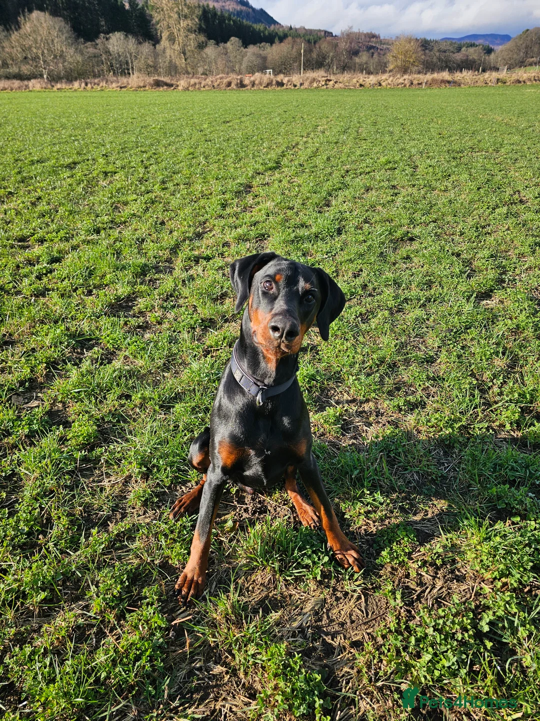 Dobermann dogs for sale: Beautiful boy in Pitlochry - Advert 2
