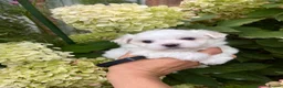 Maltese dogs for sale: Happy Tiny KC Reg Boys - Advert 10