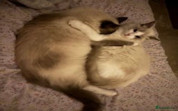 Ragdoll cats for sale: Two male ragdoll cats - Image 2
