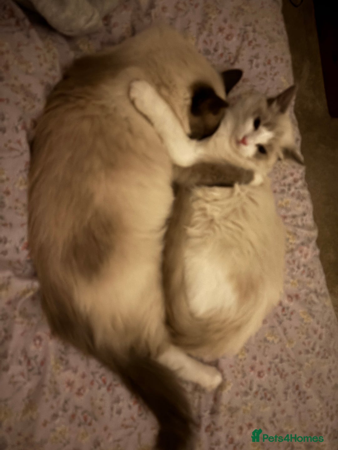 Ragdoll cats for sale: Two male ragdoll cats - Image 2