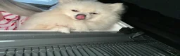 Pomeranian dogs for stud: Gorgeous white Pomeranian for stud  - Advert 16