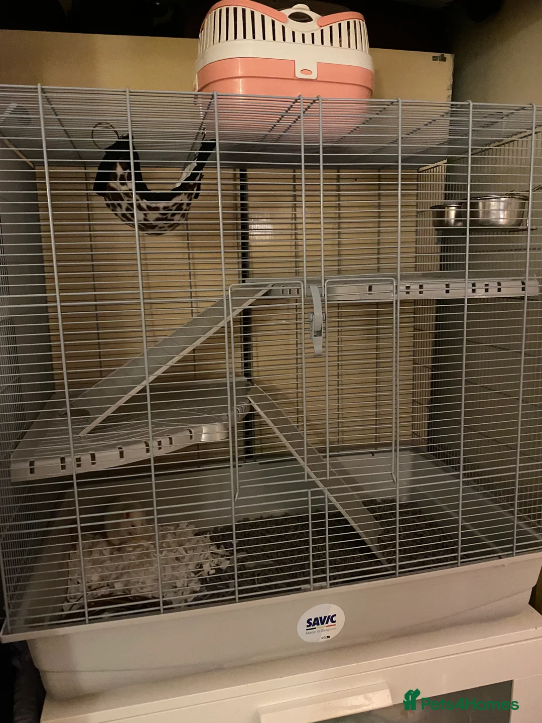 Rat rodents for sale: Baby rats and cage  - Advert 11