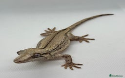 Gecko reptiles for sale: Gargoyle Geckos (can provide set-up) - Image 7