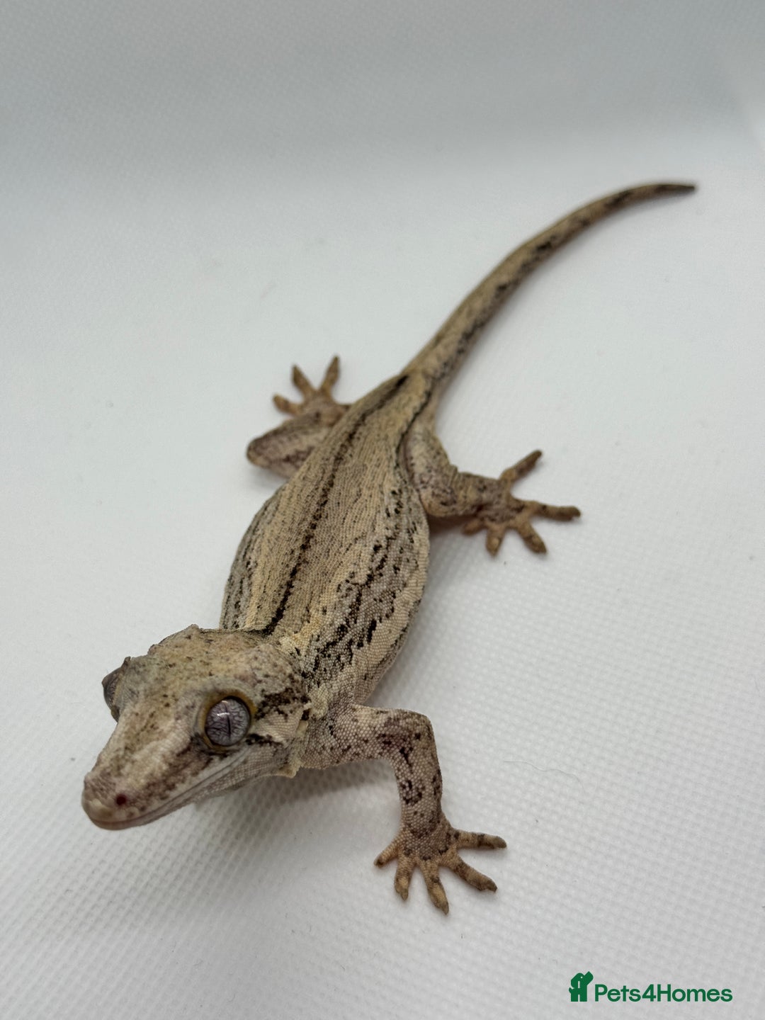 Gecko reptiles for sale: Gargoyle Geckos (can provide set-up) - Image 7
