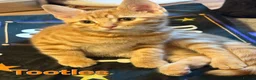 Mixed Breed cats for sale: Beautiful Kittens x4 Mixed colours Aged 11 weeks - Advert 15