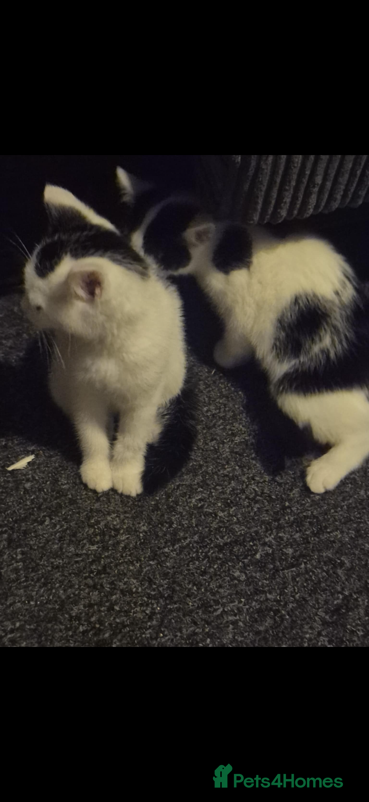 Mixed Breed cats 2 Stunning babies - Advert 2