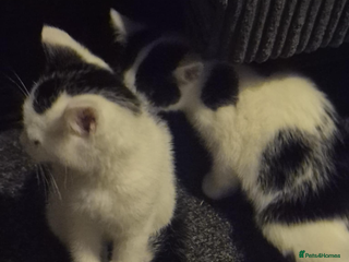 Mixed Breed cats 2 Stunning babies - Advert 1