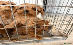 Cavapoo dogs for sale: Red Cavapoo puppies  - Image 11
