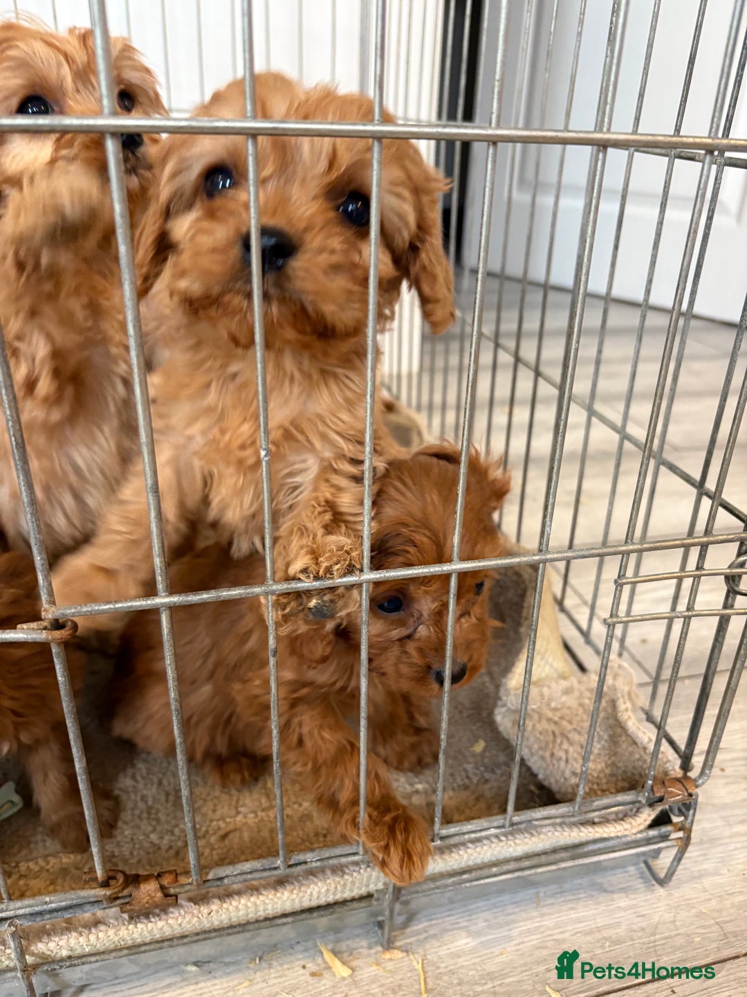 Cavapoo dogs for sale: Red Cavapoo puppies  - Image 11
