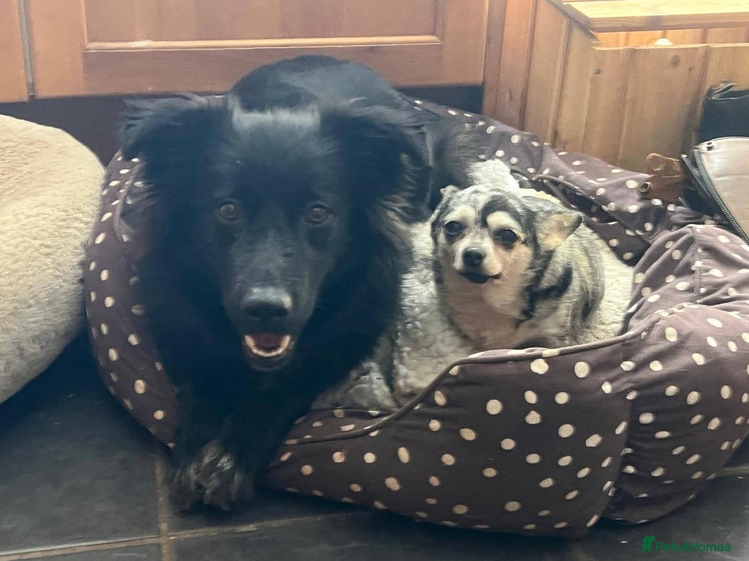 Mixed Breed dogs for adoption: Meet Solana, currently residing in Suffolk - Advert 5