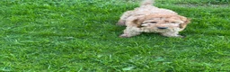 Cockapoo dogs for sale: Red & Apricot Cockapoo Puppies in Airdrie - Advert 11