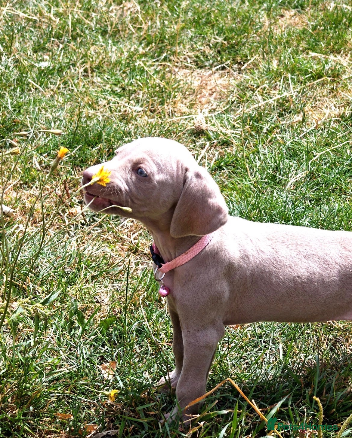 Weimaraner dogs Weimaraner Puppies For Sale  - Advert 17