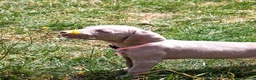 Weimaraner dogs for sale: 💫Reduced Price KC Litter💫 - Advert 4