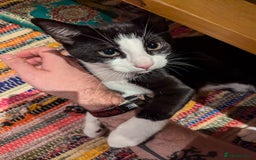 Domestic Shorthair cats for sale: Looking for a Loving Home for Our Sweet Cat 🐾 - Image 10