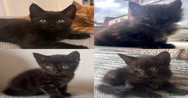 Maine Coon cats - Advert 16