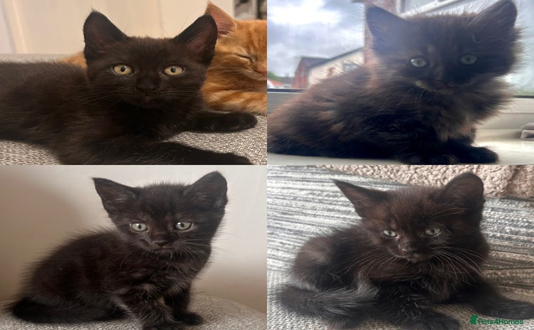 Maine Coon cats - Advert 6