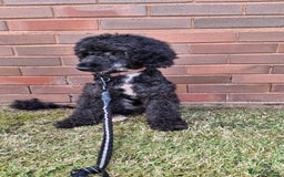 Cockapoo dogs for sale: Health tested show type cockapoo pups, fully vac.  - Image 15