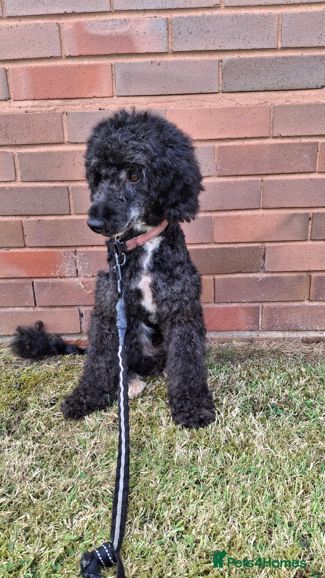 Cockapoo dogs for sale: Health tested show type cockapoo pups, fully vac.  - Image 15