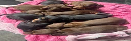 Miniature Dachshund dogs for sale: 2 left in Somerset  - Advert 2