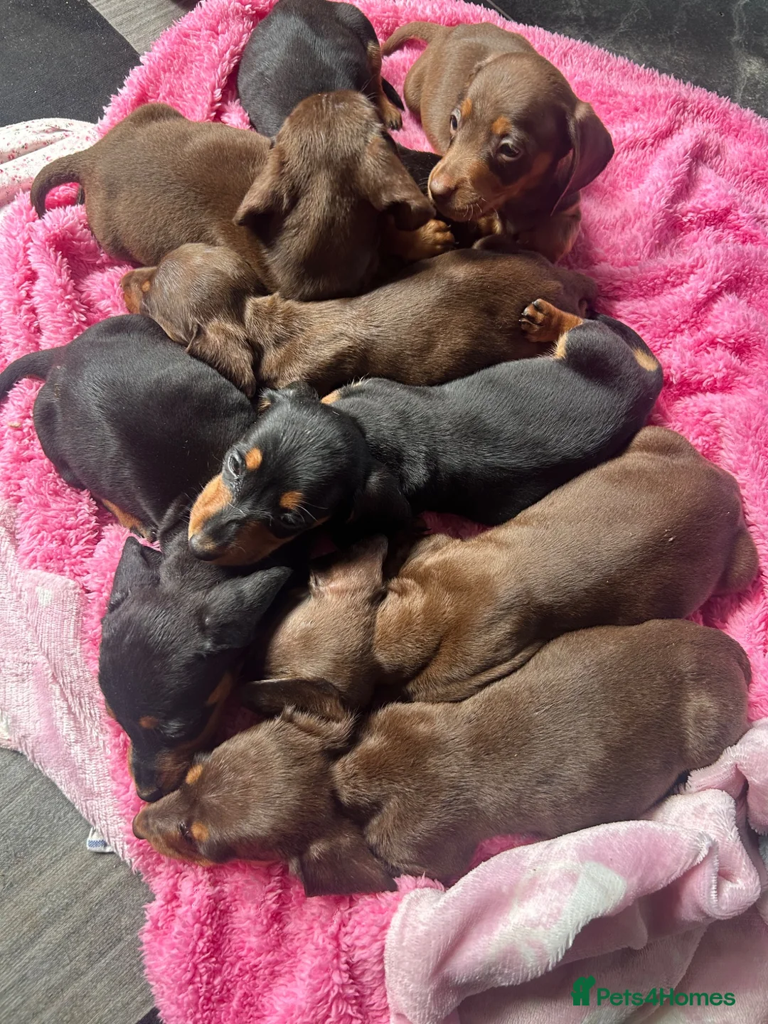 Miniature Dachshund dogs for sale: 2 left in Somerset  - Advert 2