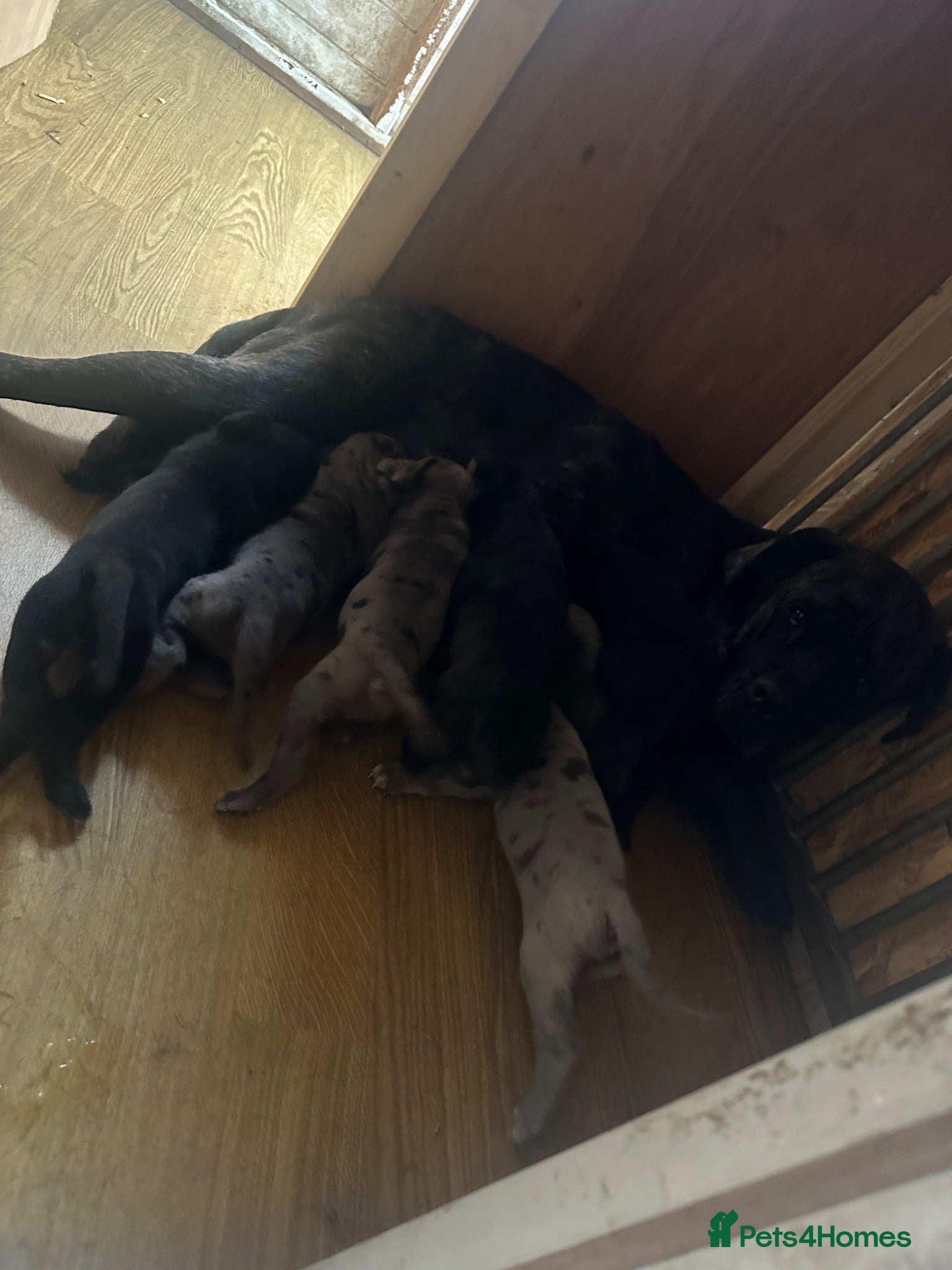 Cane Corso dogs Cane corso pups  - Advert 2