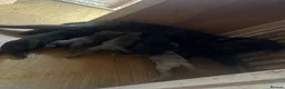 Cane Corso dogs for sale: Cane corso pups  - Advert 2