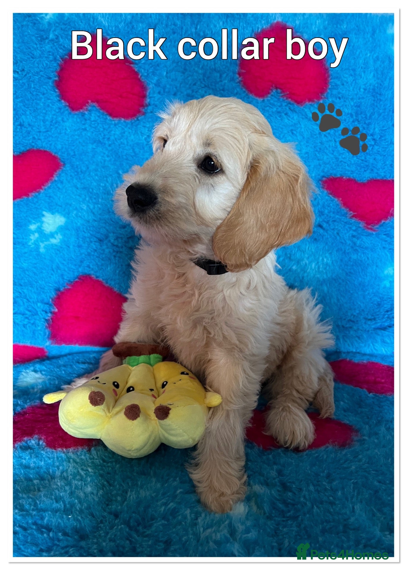 Mini Goldendoodle dogs JUST 2 F1 MINIATURE GOLDENDOODLES AVAILABLE 🐶 - Advert 7