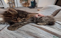 Ragdoll cats for sale: Beautiful Bengal/Ragdoll Male Kitten - Image 19