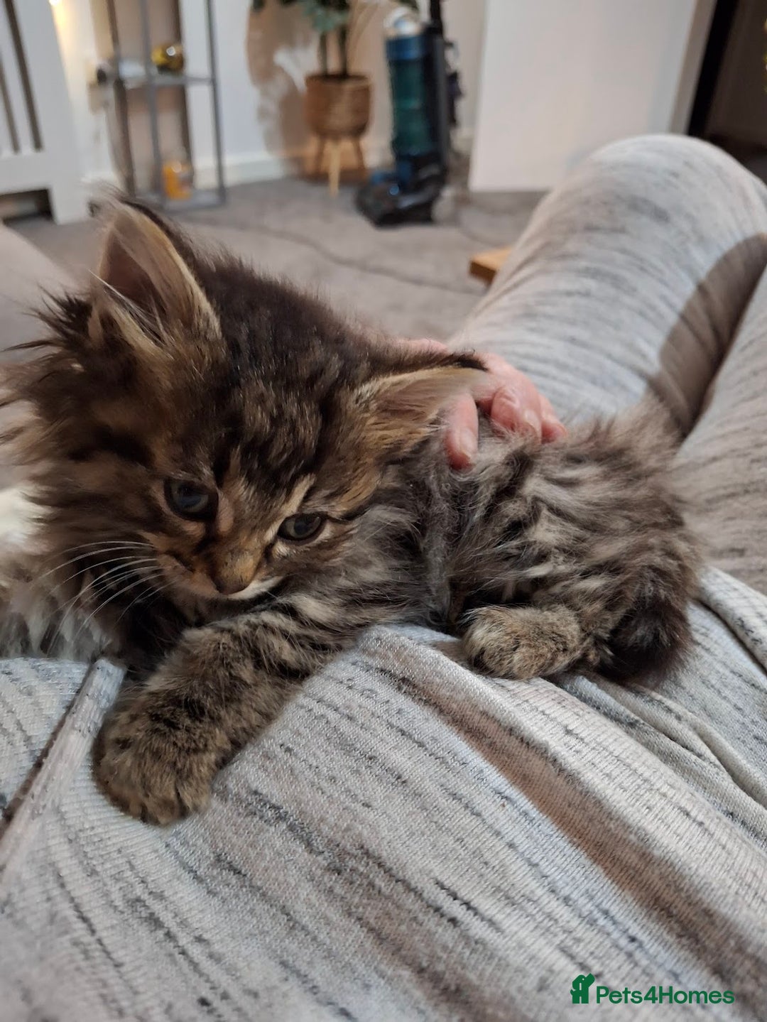 Ragdoll cats for sale: Beautiful Bengal/Ragdoll Male Kitten - Image 19