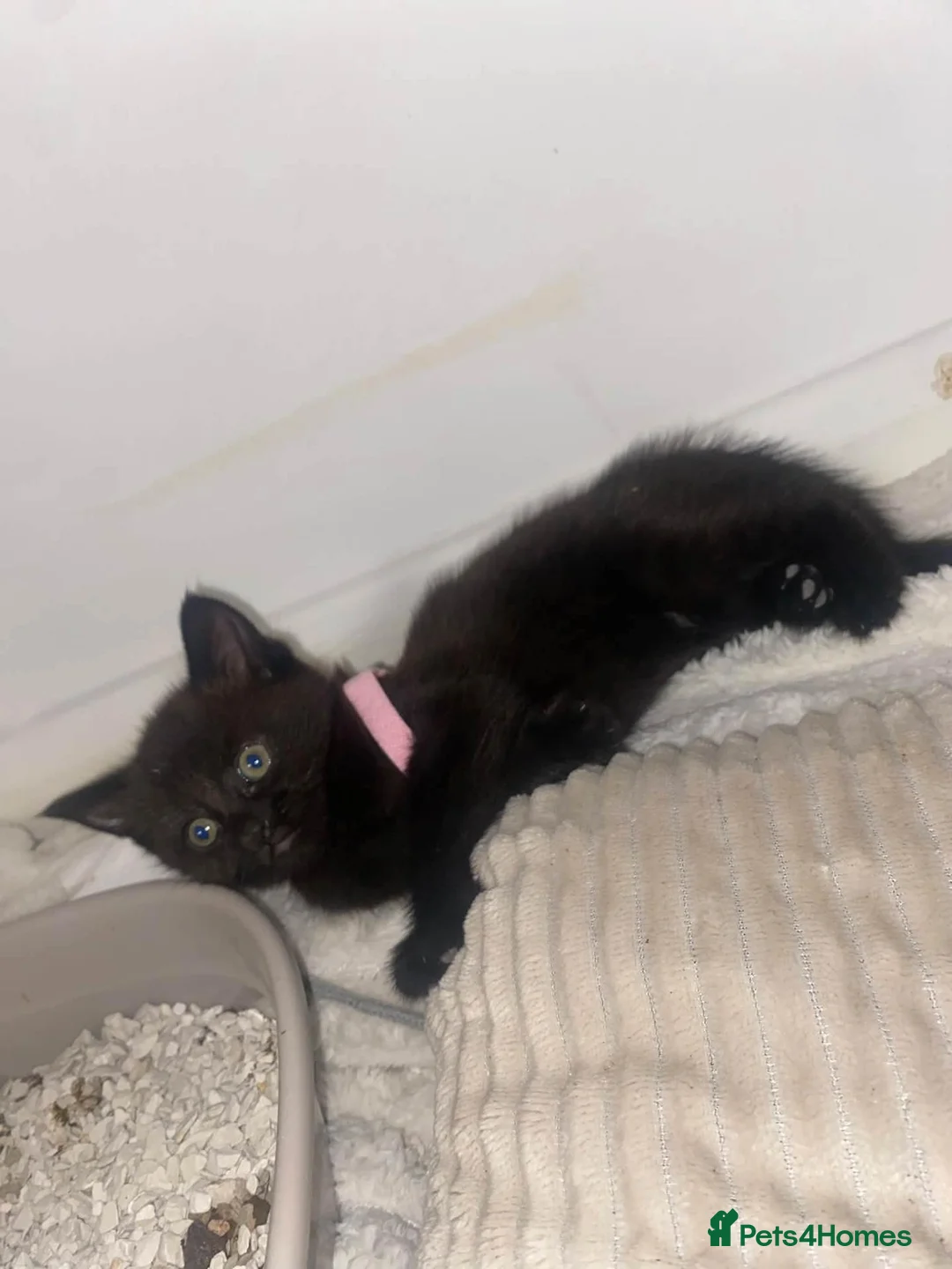British Longhair cats for sale: Two beautiful British longhair x domestic kittens - Advert 6