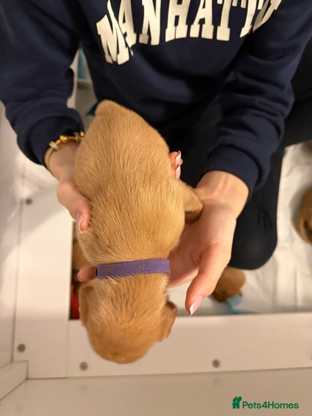 Labrador Retriever dogs for sale: KC Fox Red Labrador Pups FTCH Sire - Health Tested - Advert 40