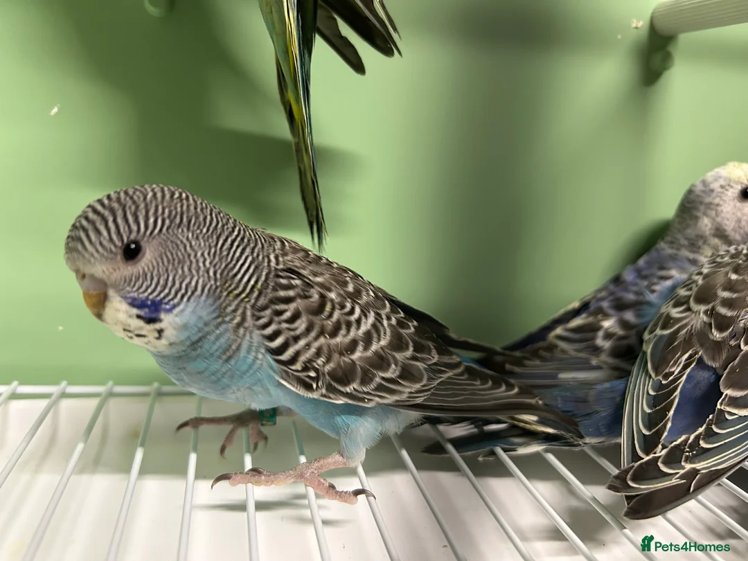 Budgerigars birds for sale: Budgies for Sale  - Advert 9