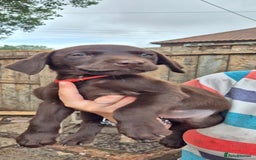 Labrador Retriever dogs for sale: Labrador puppys ready to leave  - Image 8