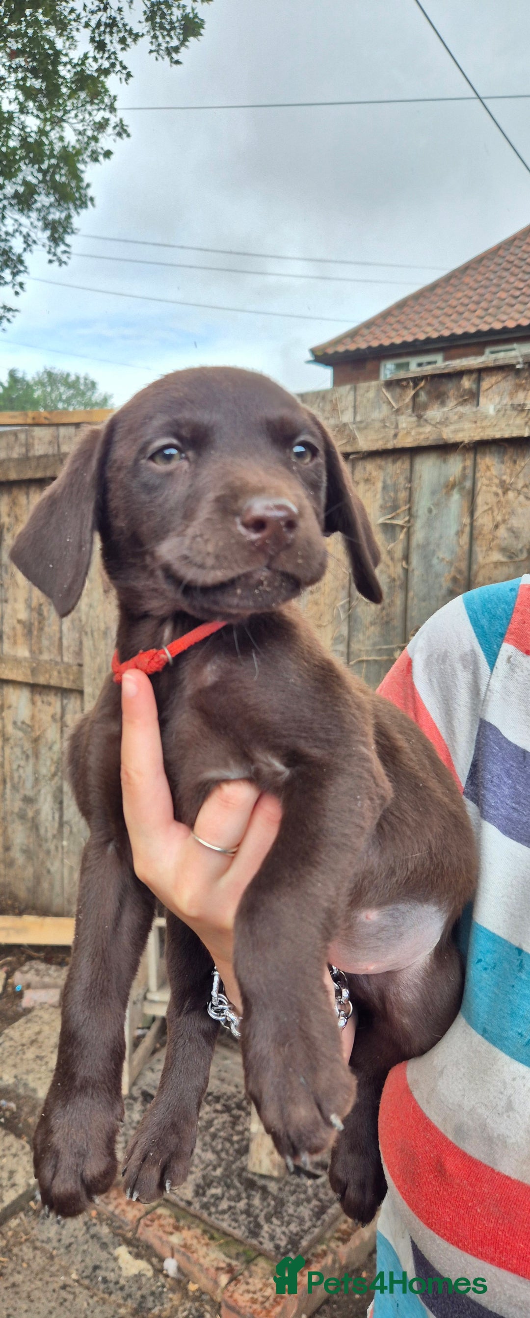 Labrador Retriever dogs for sale: Labrador puppys ready to leave  - Image 8