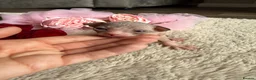 Sphynx cats for sale: Canadian Elf Sphynx  - Advert 17